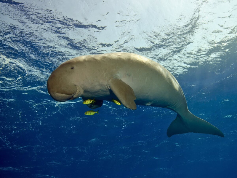 Dugong s rybami v oceánu.