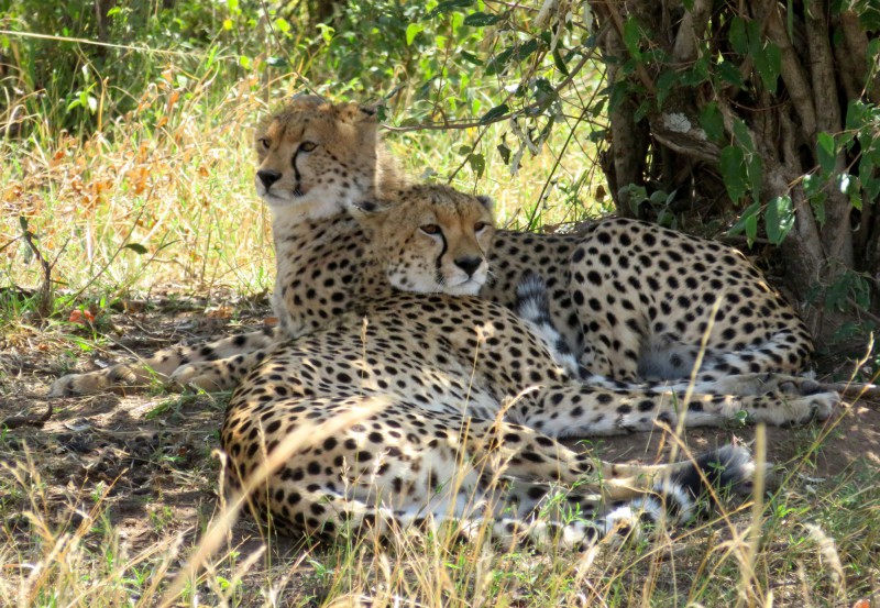 Gepard štíhly se skrývá pod stromy.