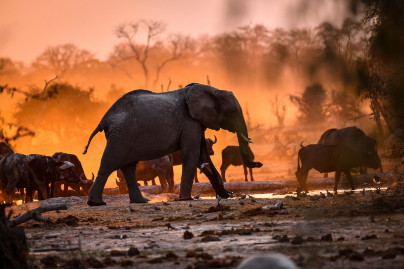 Herds of animals in african sunset