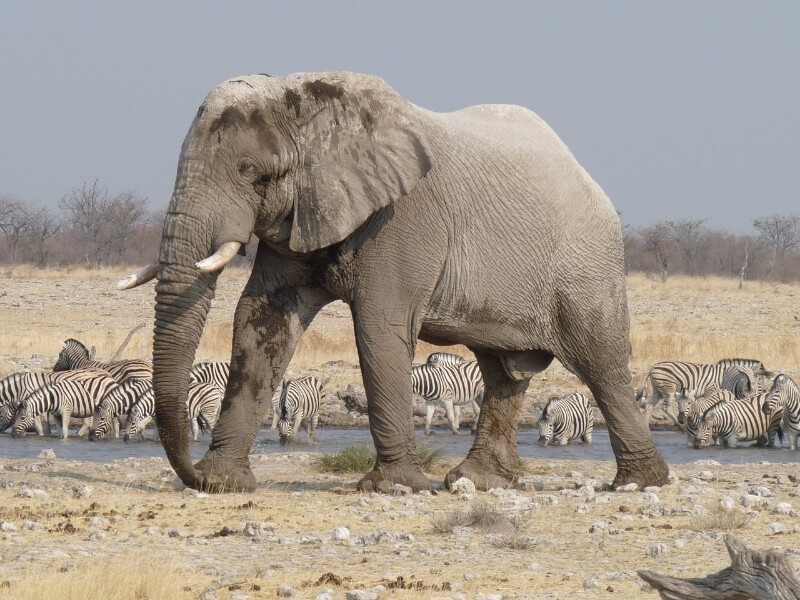 Slon v národním parku Etosha v Namibii.