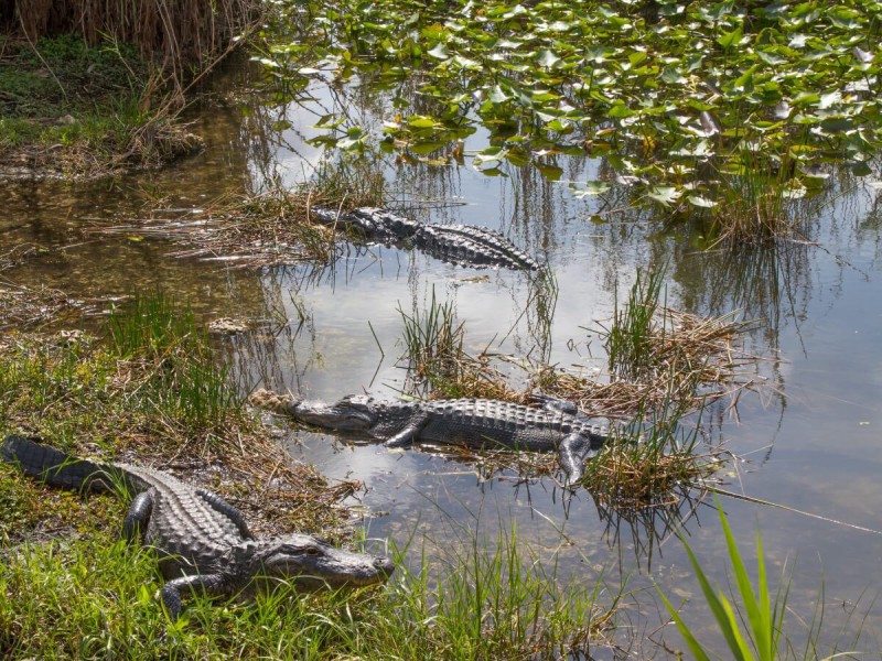 Aligátoři v mokřadech Everglades.