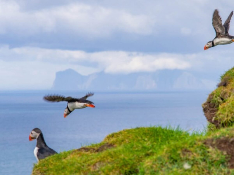 Papuchalk severní na Faerských ostrovech.