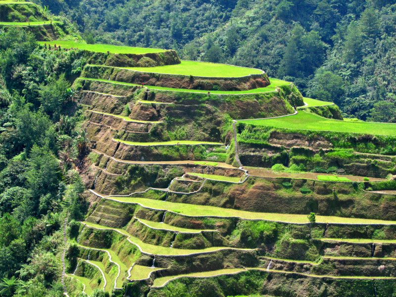 Rýžové terasy Banaue v severní části ostrova Luzon.