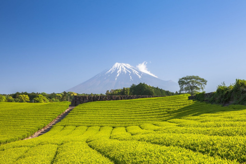 Pohled z dálky na horu Fuji.