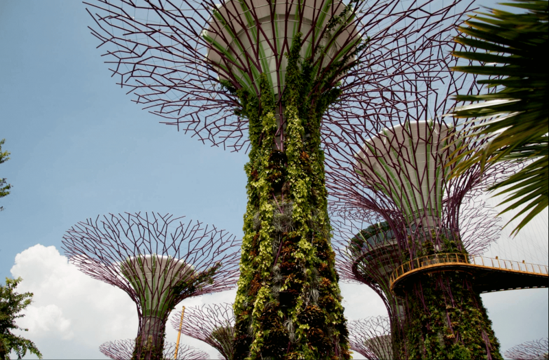 Superstromy v zahradách Gardens by the Bay