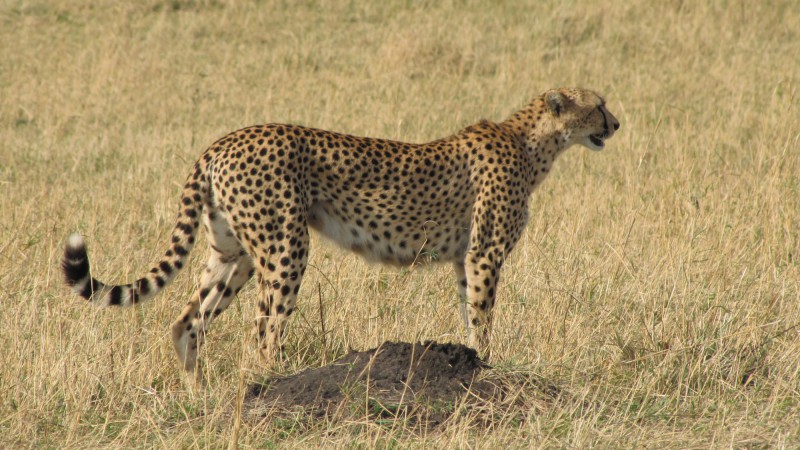 Gepard štíhly pozoruje okolí.