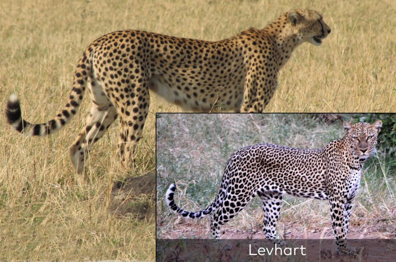 Gepard štíhlý / levhart.