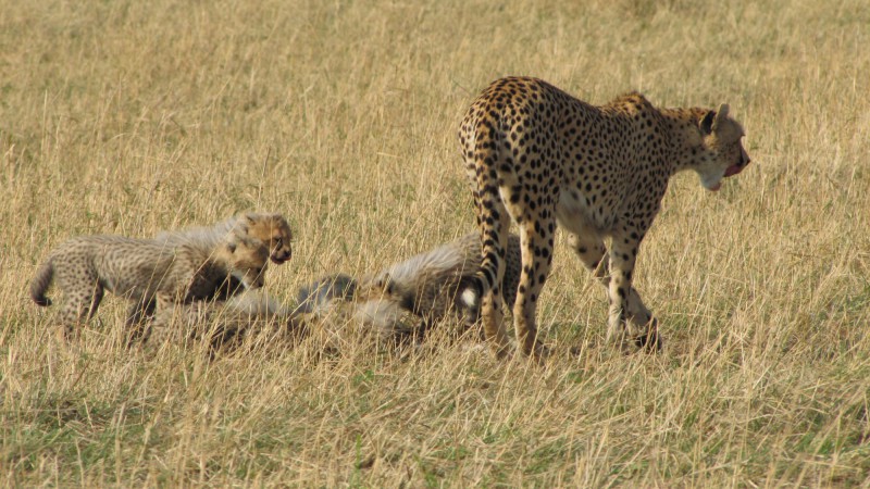 Samice geparda štíhlého po lovu s mláďaty.