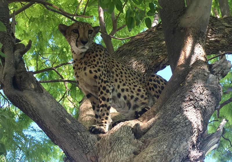 Gepard štíhly na stromě.