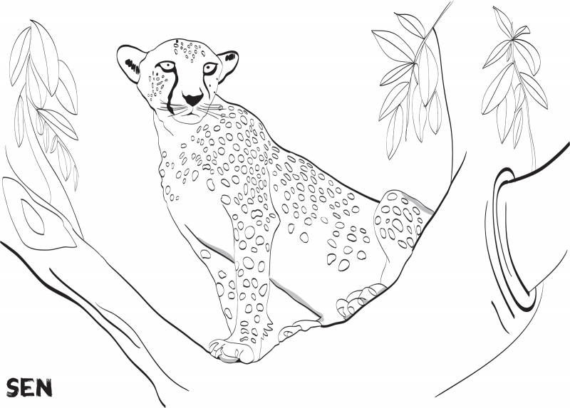 Omalovávanka geparda štíhlého.