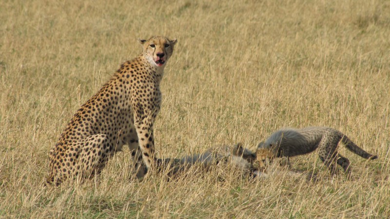 Gepard štíhly po lovu.