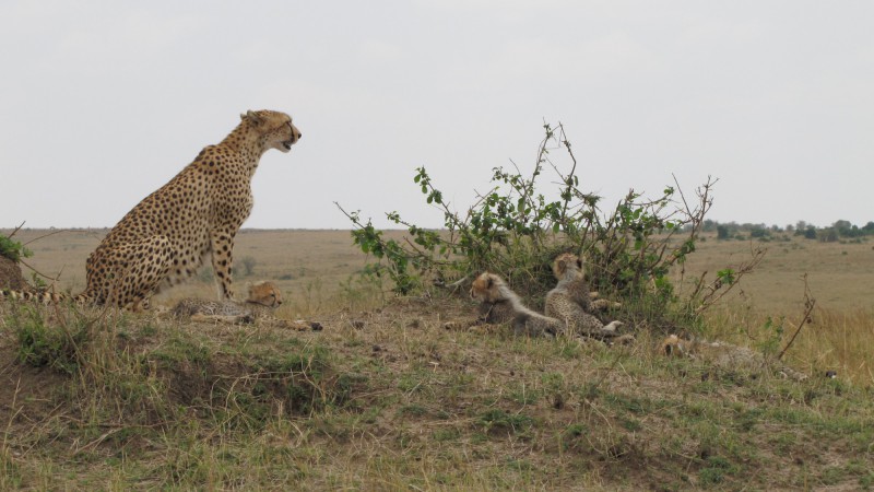 Samice geparda štíhlého s mláďaty.