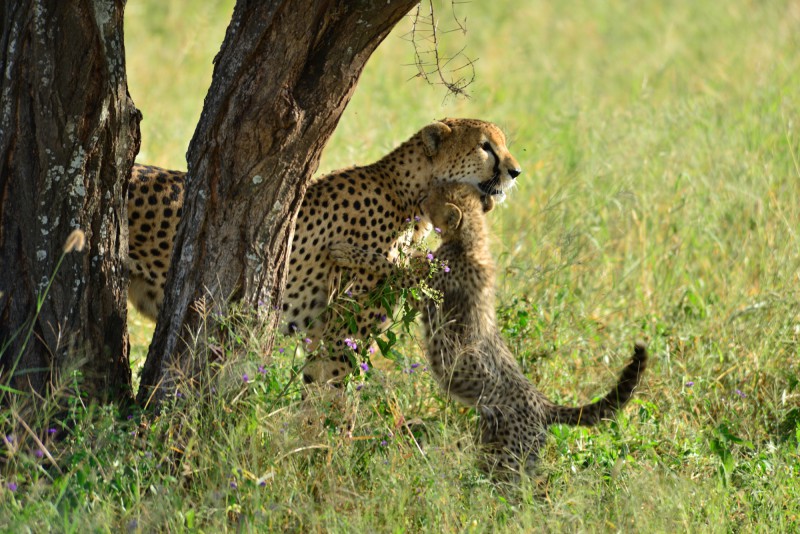 Milující samice geparda štíhlého.