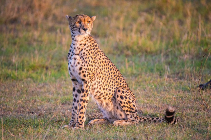 Gepard štíhlý pozoruje okolí.