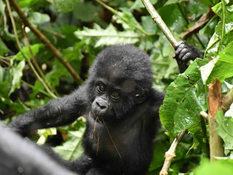 Gorilí mláďátko v africké džungli.