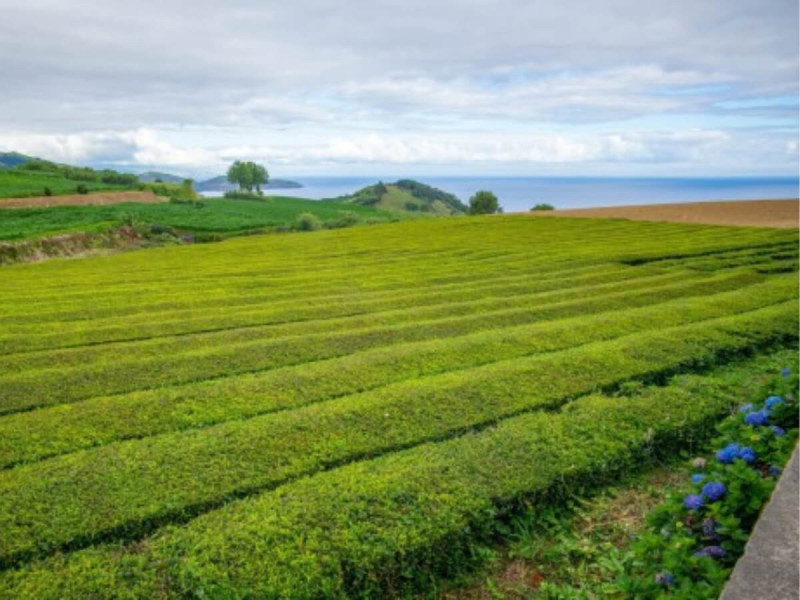 Čajové plantáže Gorreana na Azorech.