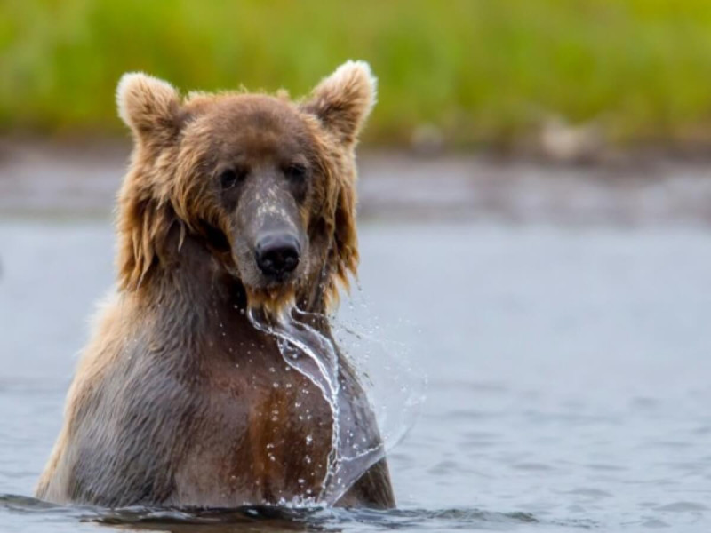 Mládě medvěda grizzlyho na lovu