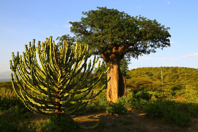 Sukulent a baobab u jezera Eyasi