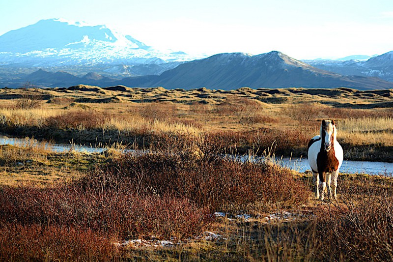 Islandský kůň v pozadí se sopkou Hekla.