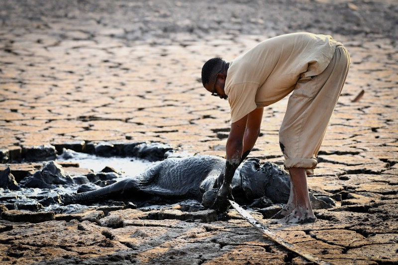 Hellping baby elephant out of the mud