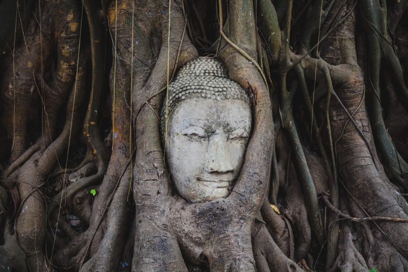 Hlava Budhy ve stromě v Ayutthayi.