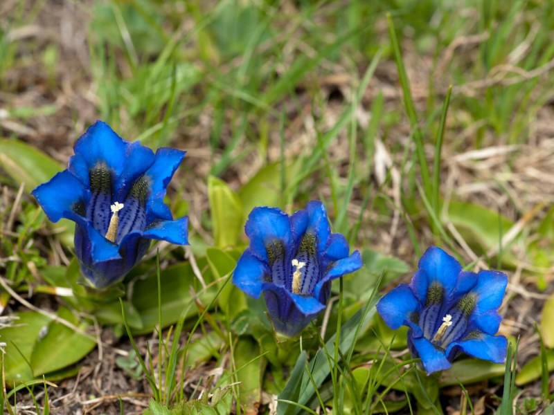 Modré květiny bylinky hořec.