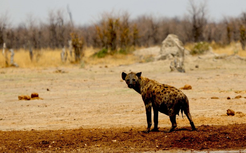 Hyena