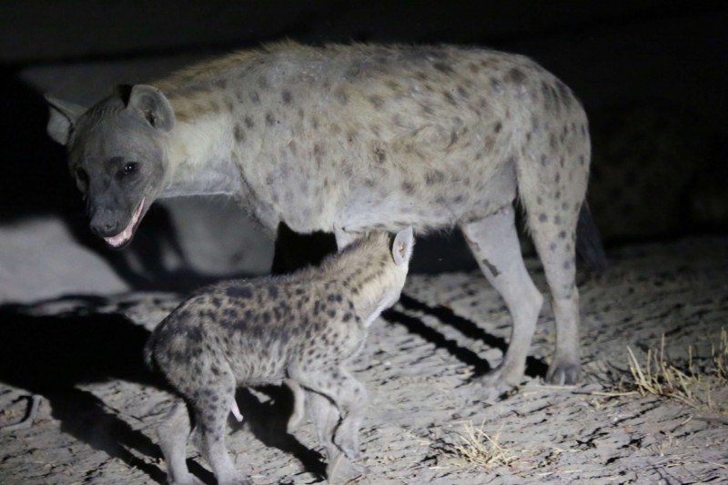 Hyena s mládětem v noci