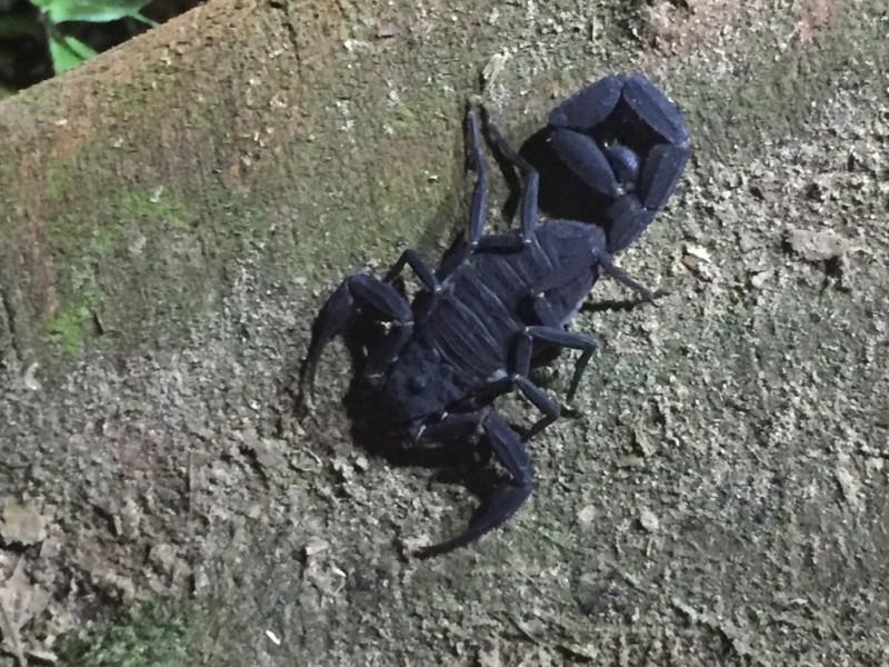 Afika, obávaný škorpion