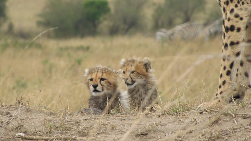 Odpočívající mláďata geparda štíhlého.