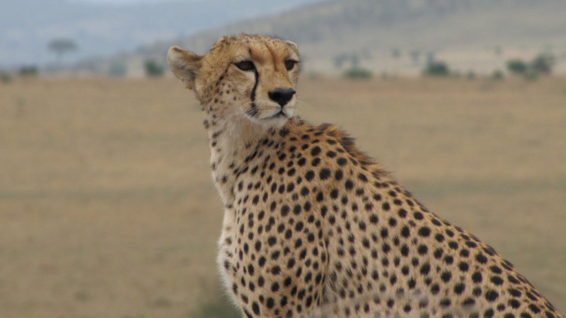 Gepard štíhly v Keni.