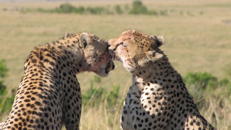 Nerozlučná dvojice gepardů štíhlých.