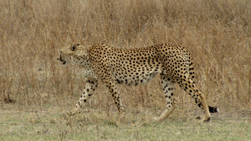 Gepard štíhly na savaně v Tanzanii.