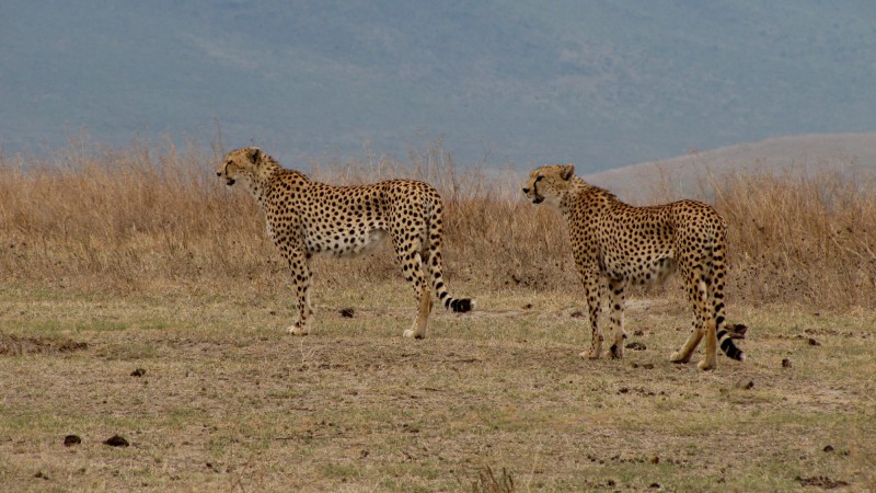Gepardi štíhlí na savaně v Keni.