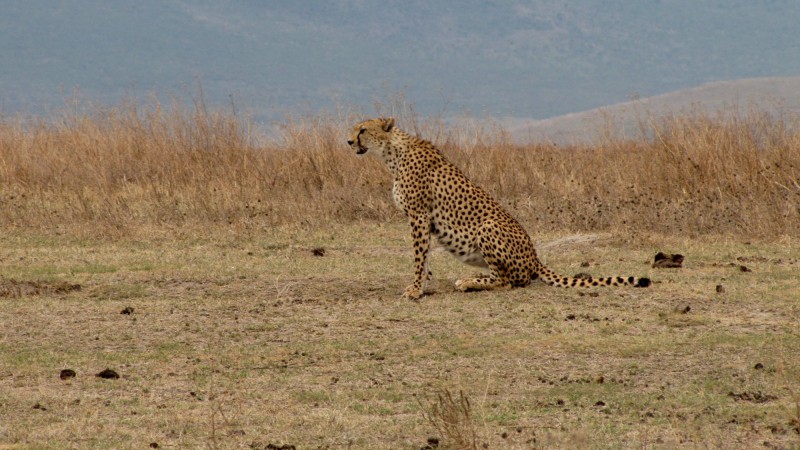 Gepard štíhly hlídá okolí.