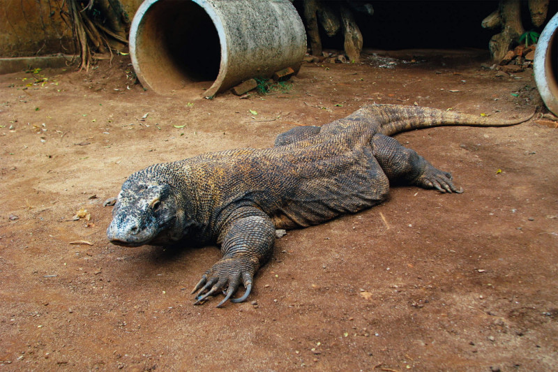 Setkání s varanem na ostrově Komodo v Indonésii, který je domovem těchto ještěrů. 