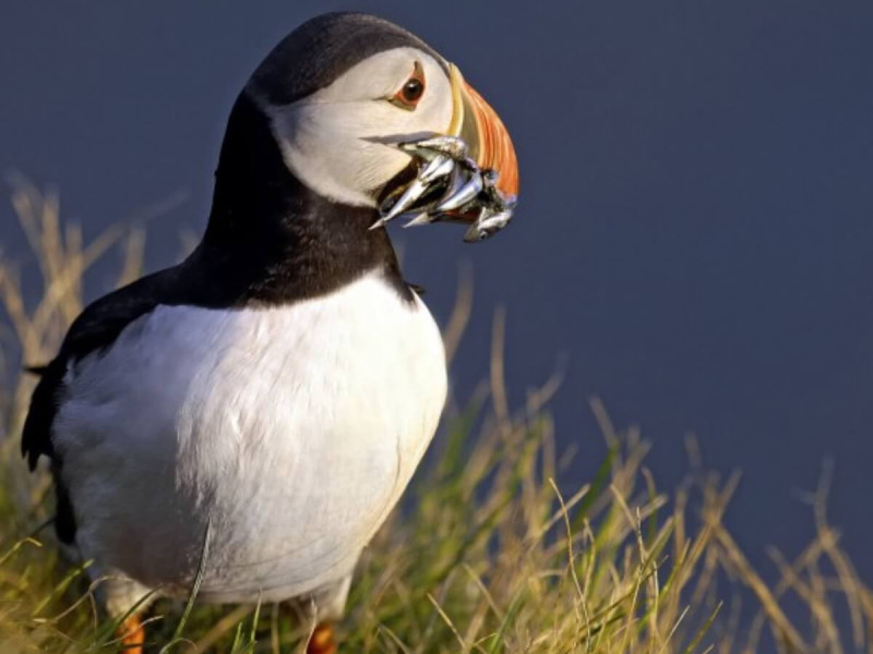 Papuchalk severní na Faerských ostrovech.