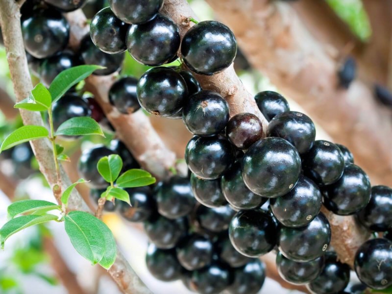 Tmavé kulaté ovoce jabuticaba.