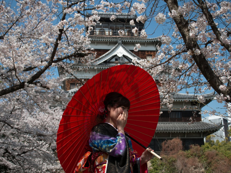 Japonská žena v tradičním kimonu pod rozkvetlými sakurami.