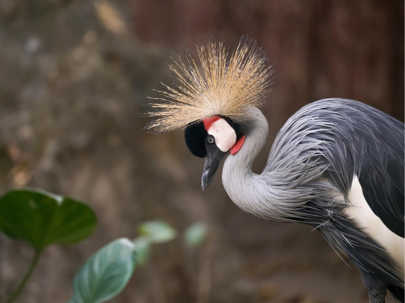 Jeřáb královský.