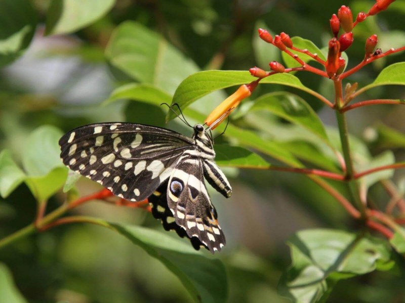 Motýl v národním parku Jozana Chwaka Bay.