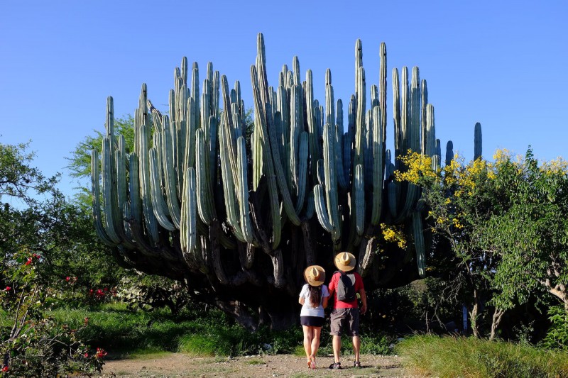 Obrovský kaktus v Mexiku