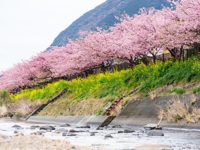 Kvetoucí sakury v Kawazu.
