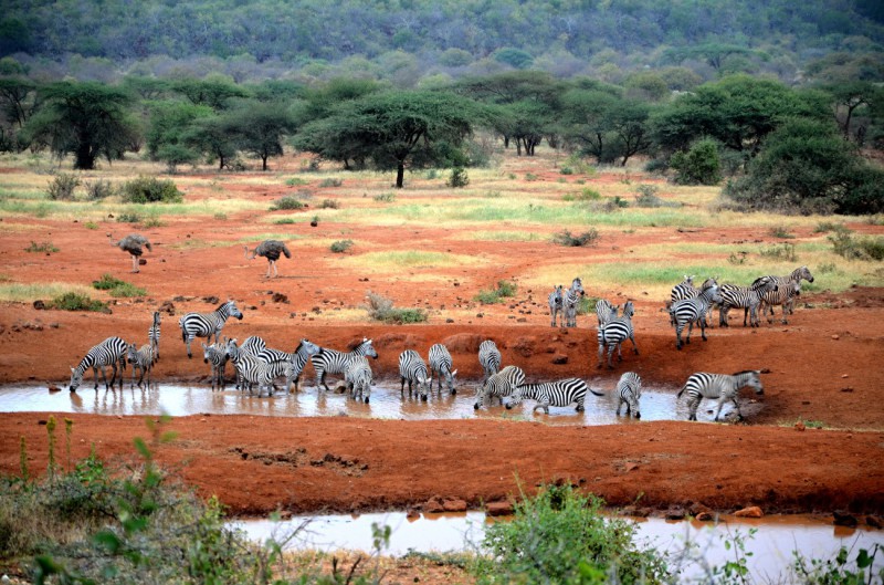 Zebry v národním parku Tsavo.