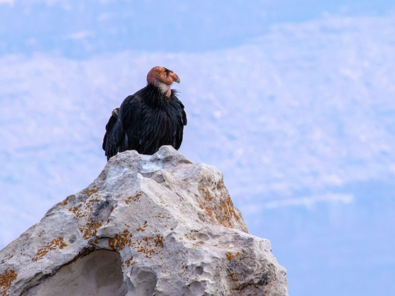 Kondor kalifornský na skále.