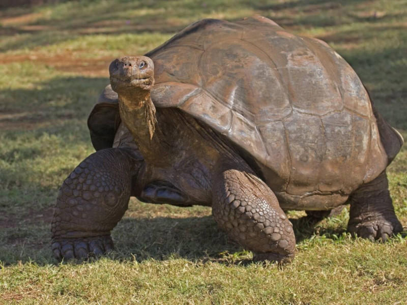 Obří želva na Galapágách.