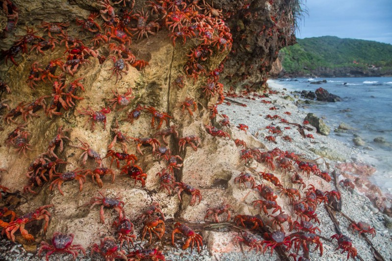 Kraby na Ethel Beach, Vánoční ostrov