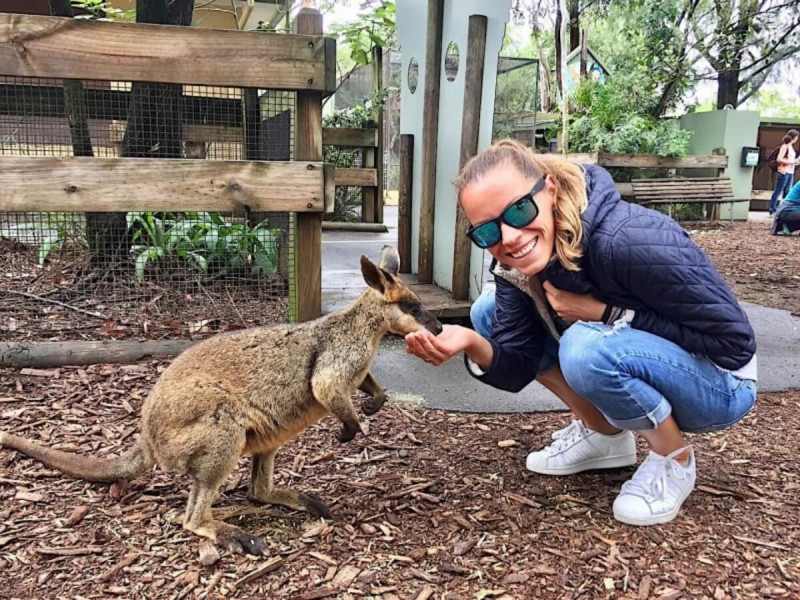Krmení klokaního mláďata na Klokaním ostrově v Austrálii.