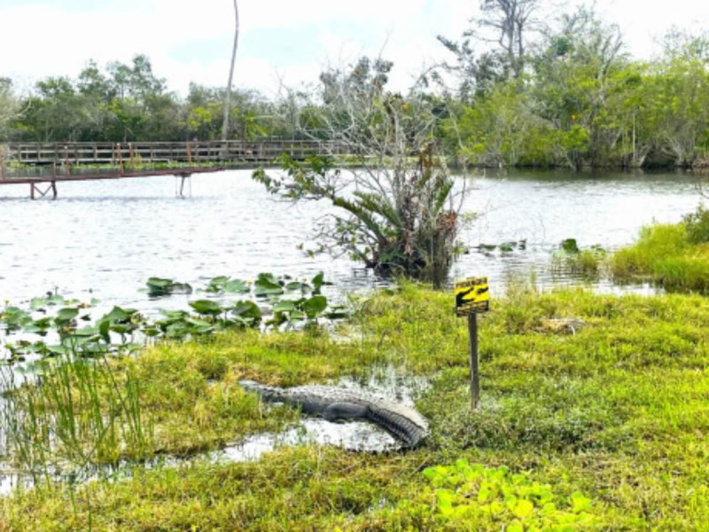 Krokodýl v Everglades na Floridě.