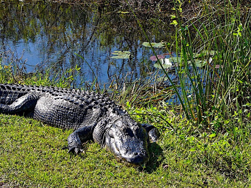 Krokodýl v Everglades 